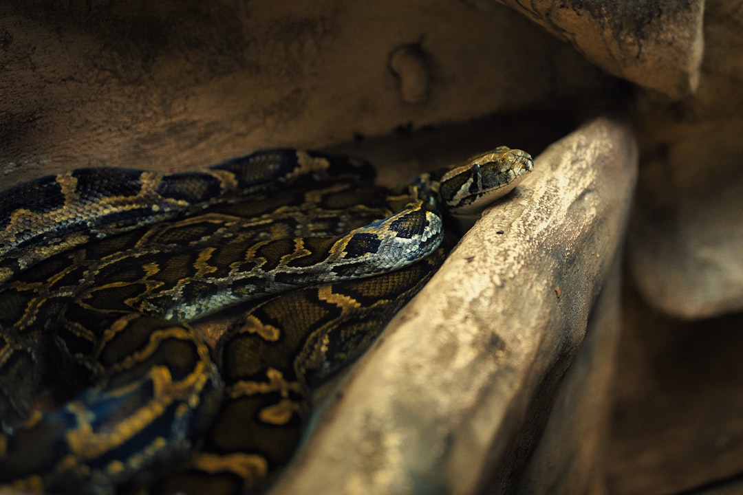 Python-1-基础